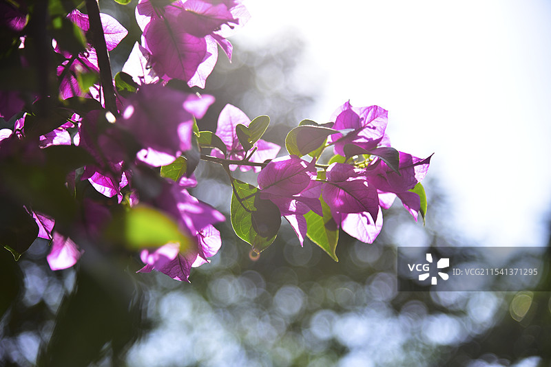云南昆明春天绽放的鲜花三角梅图片素材