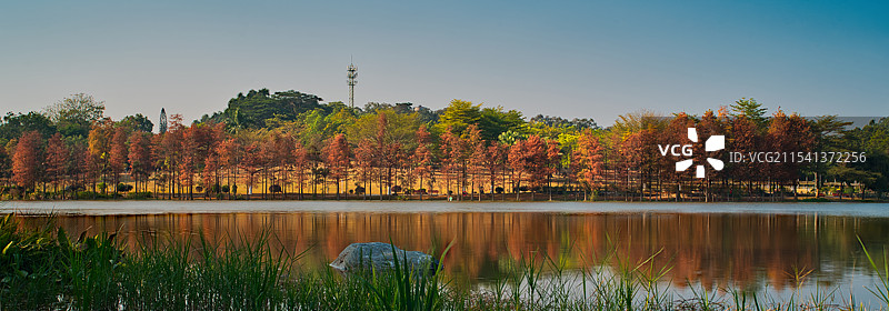 东莞植物园的红衫图片素材