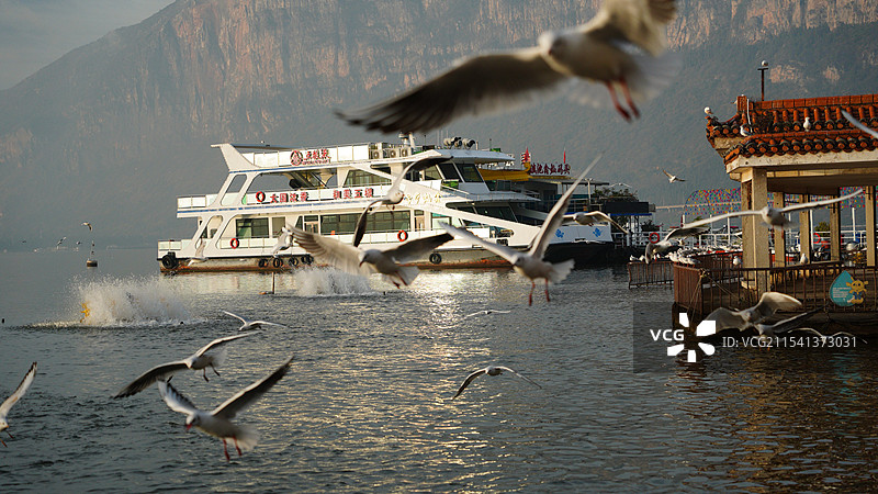 昆明海埂公园日出喂海鸥图片素材