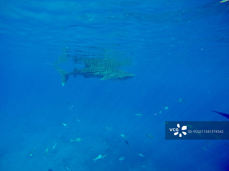 菲律宾浮潜与鲸鲨共舞图片素材