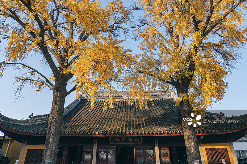 苏州定慧寺银杏树与寺庙建筑屋檐图片素材