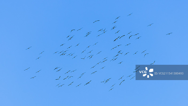 像轰炸机一样袭来的鸟群（蓑颈白鹮）图片素材