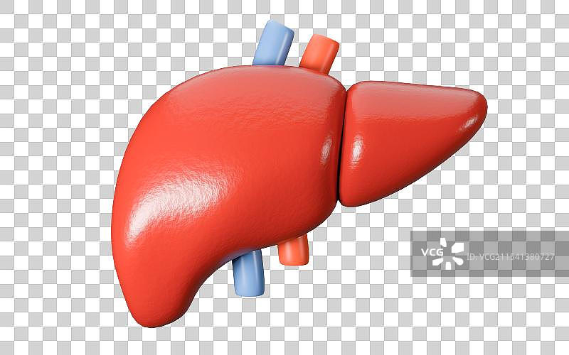 3D渲染立体元素健康内脏人体器官图片素材