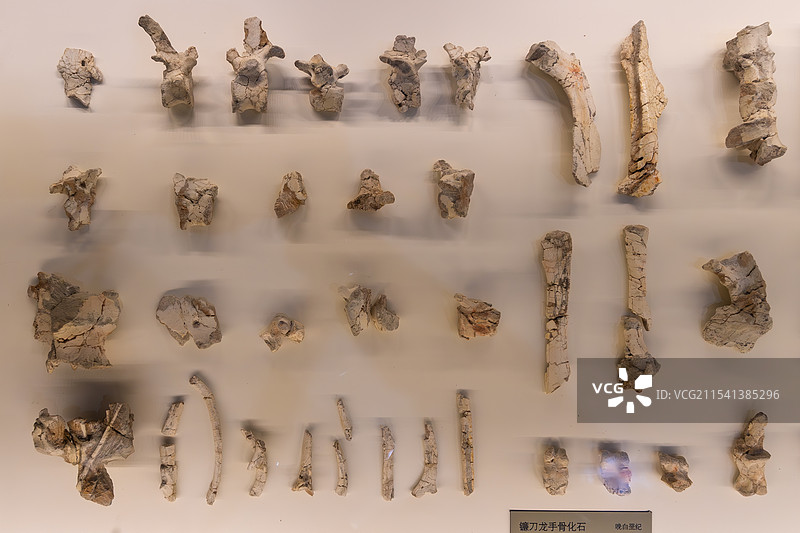 山西大同博物馆里的恐龙化石图片素材