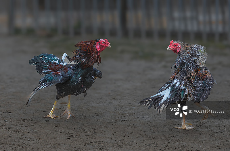 上海崇明传统节目：斗鸡图片素材