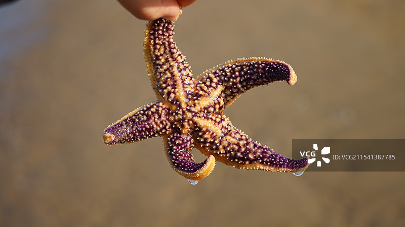 赶海海星图片素材