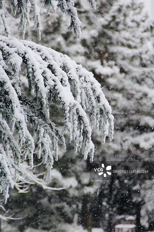大雪中的松枝图片素材