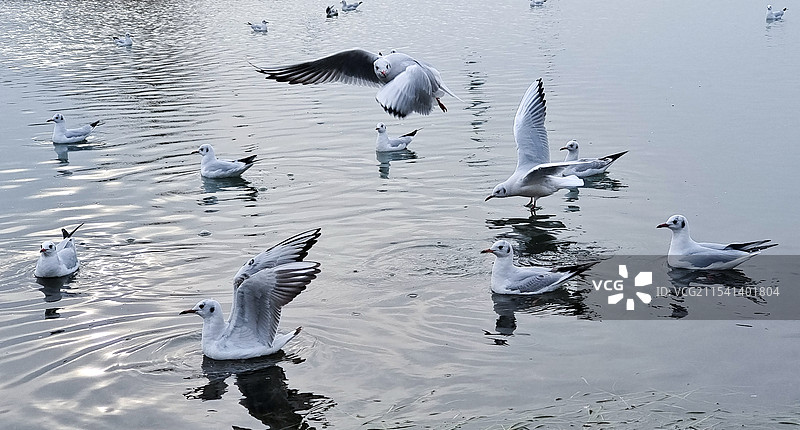 平顶山白龟湖畔的红嘴鸥图片素材