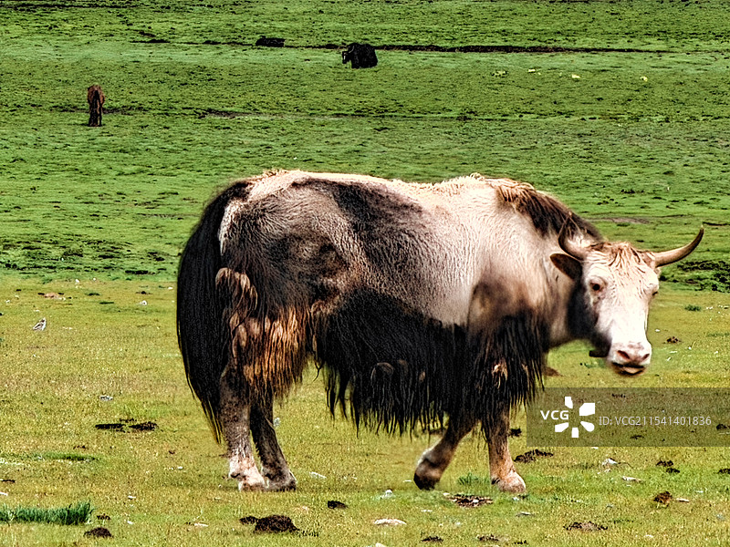 玉树藏牦牛图片素材