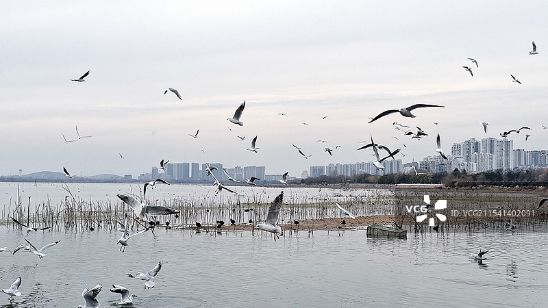 平顶山白龟湖畔的红嘴鸥图片素材