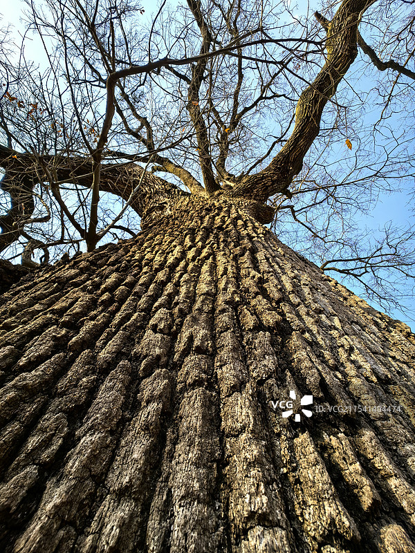参天大树图片素材