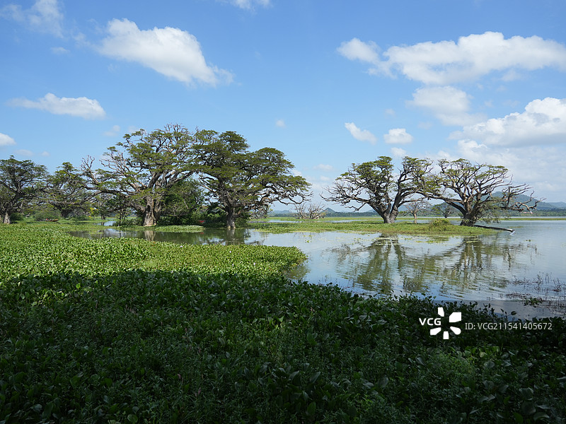 斯里兰卡雅拉国家公园湖边的树在天空的映衬下图片素材