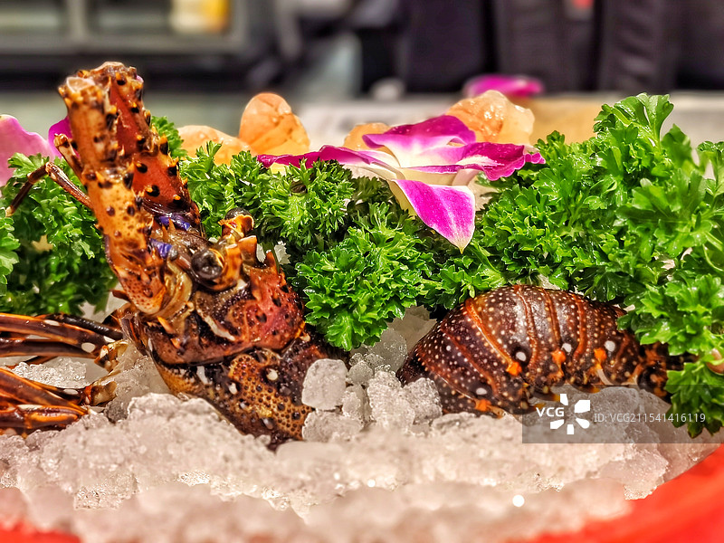 冰镇澳洲红龙虾图片素材