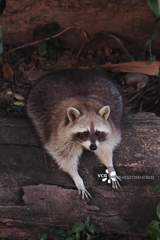 广州动物园里趴着休息的小浣熊图片素材