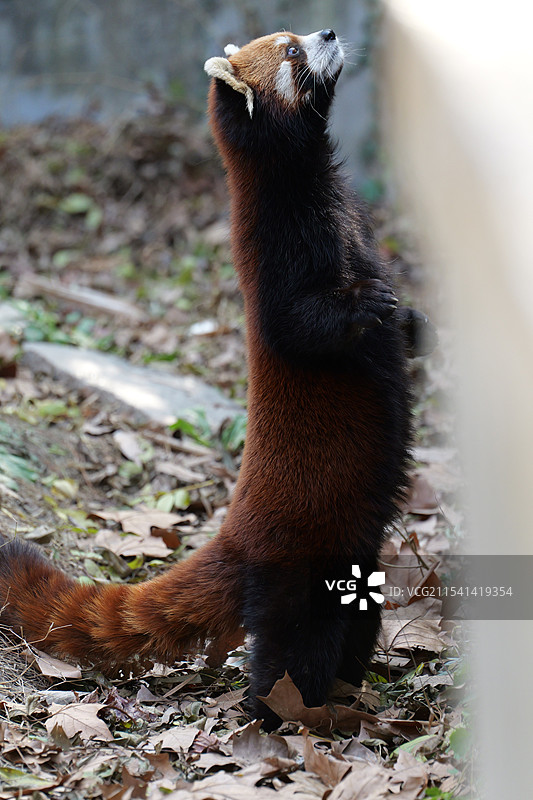 站立期待的小熊猫图片素材