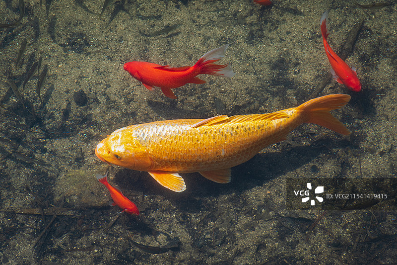 威海文登无染寺里的锦鲤观赏鱼图片素材