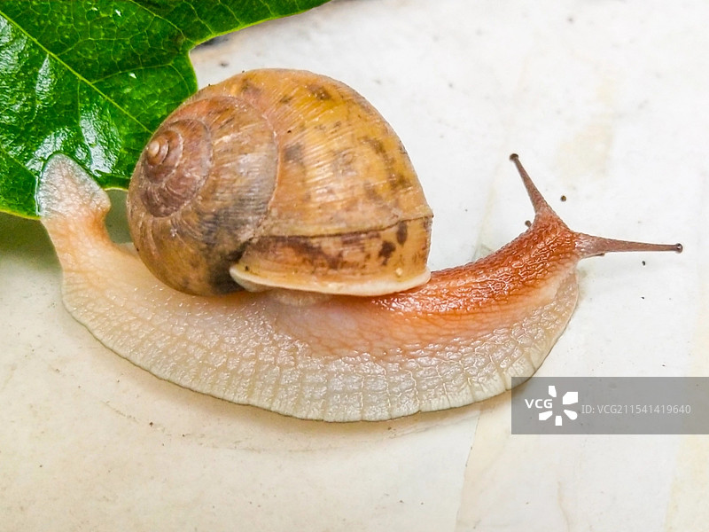 蜗牛图片素材