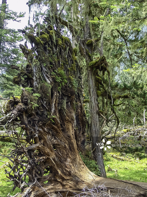 西藏林芝原始森林图片素材