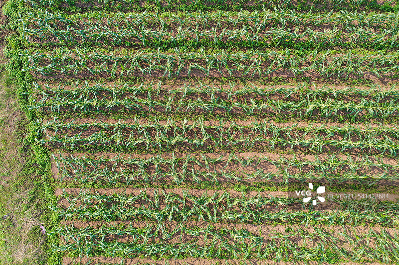 玉米地图片素材