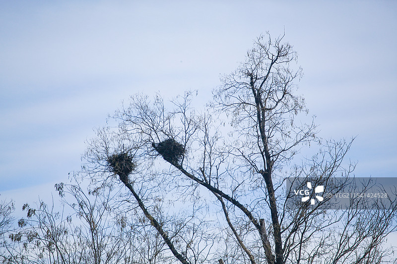 枯树上的两个鸟窝图片素材