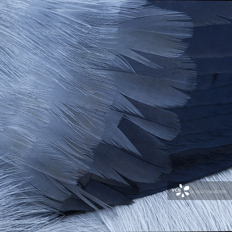 白马鸡图片素材