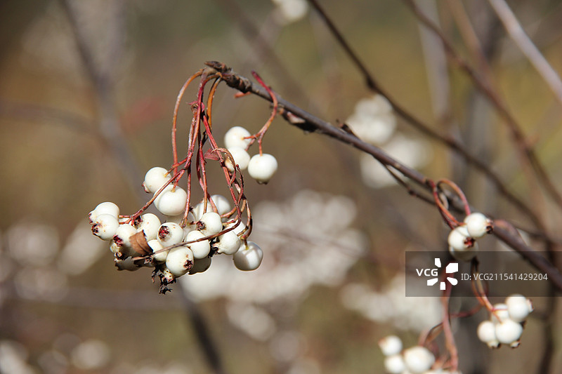 乌桕特写图片素材
