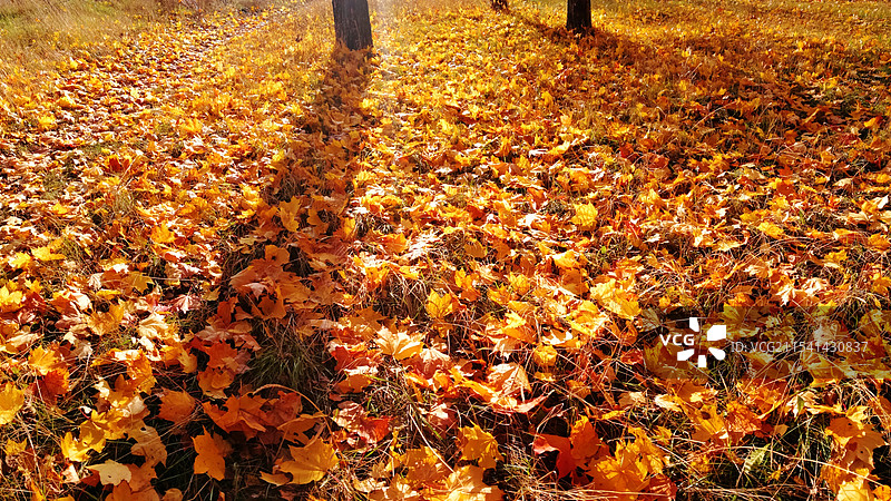 黄花地图片素材