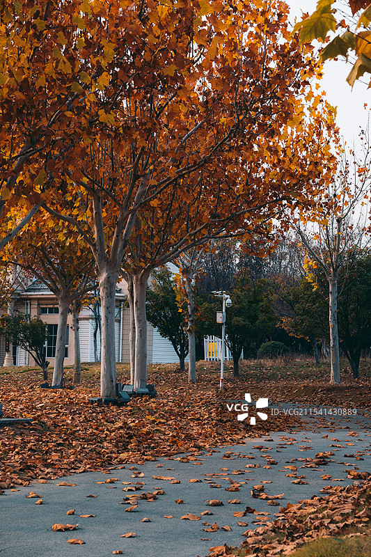 泰山花海景区实景图图片素材