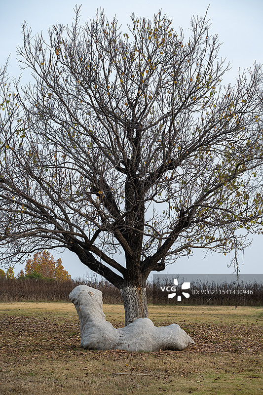 泰山花海景区实景图图片素材