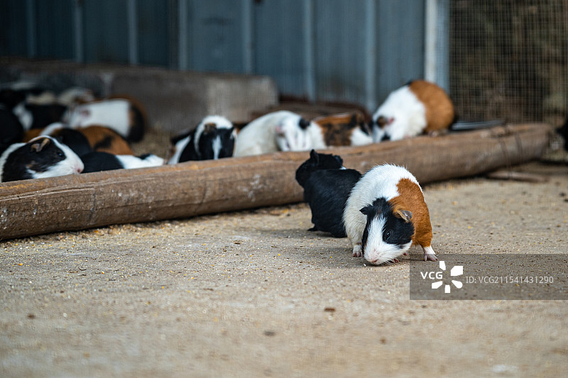 泰山花海动物园图片素材