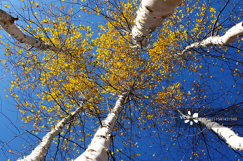 伊春白桦林图片素材