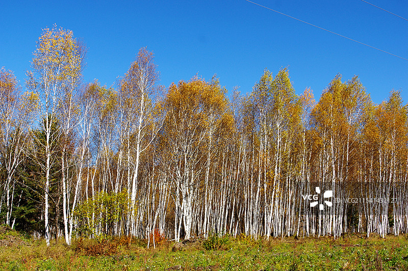 伊春白桦林图片素材