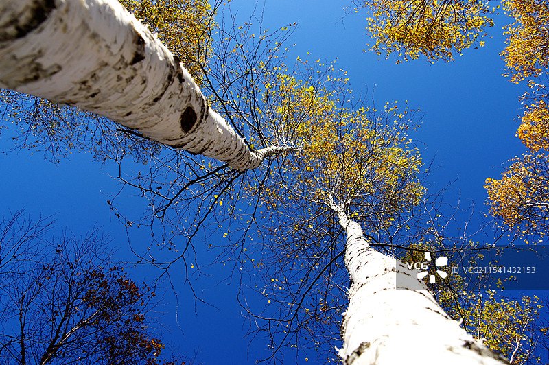 伊春白桦林图片素材