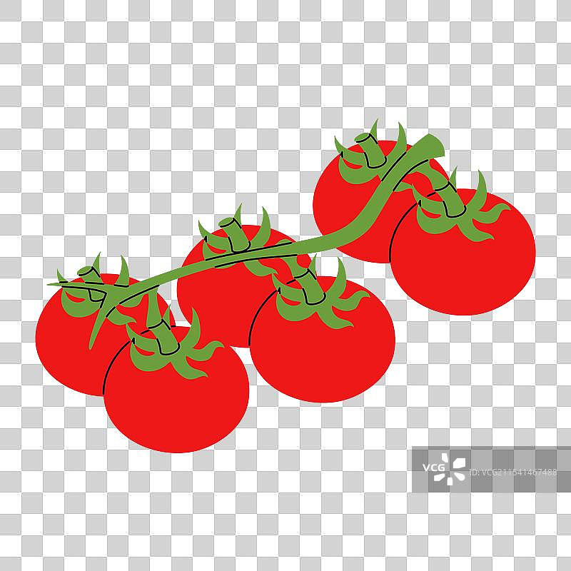 手绘的树枝上挂着新鲜成熟的番茄图片素材