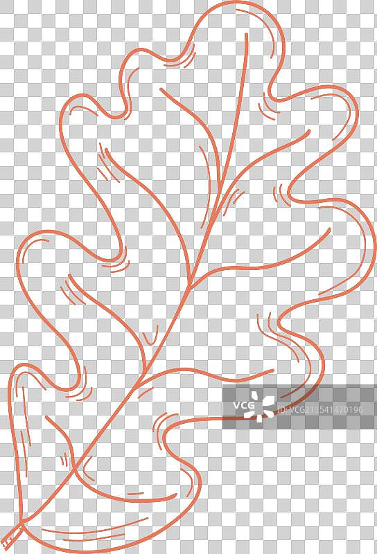 秋天的橡树叶素描图片素材