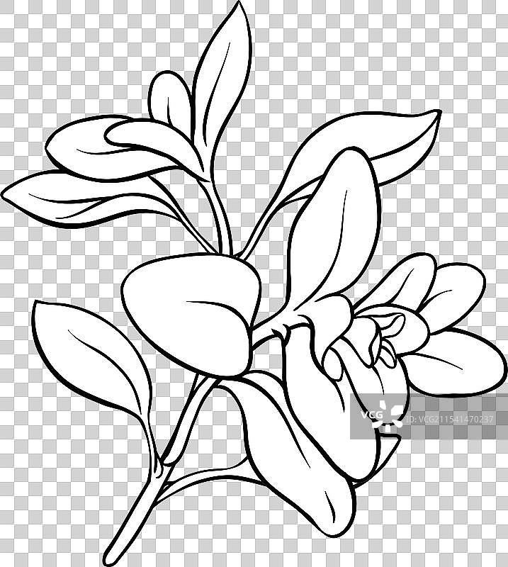 马郁兰枝条及叶子轮廓图片素材