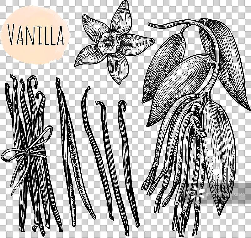 香草花枝和干豆荚图片素材