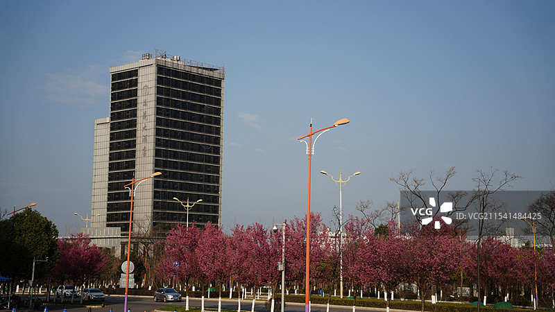 昆明云南白药街樱花图片素材