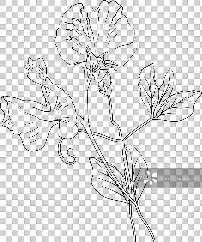 手绘甜豌豆花和叶子植物图鉴图片素材