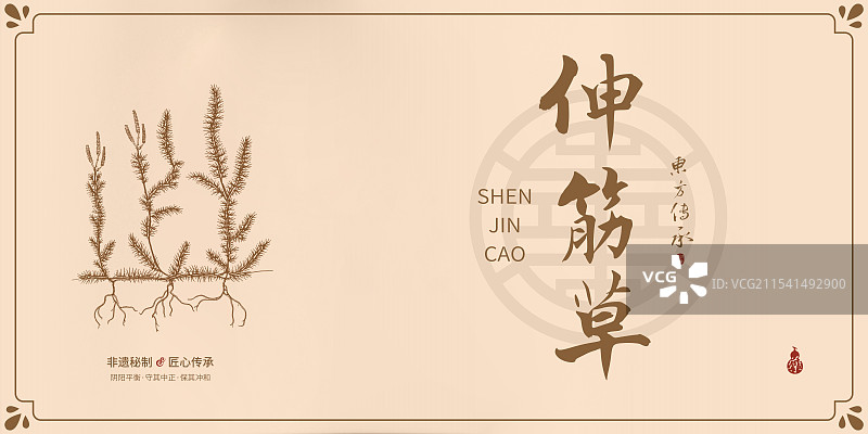 伸筋草丨手写中药书法毛笔字药材名插画海报展板包装盒图片素材