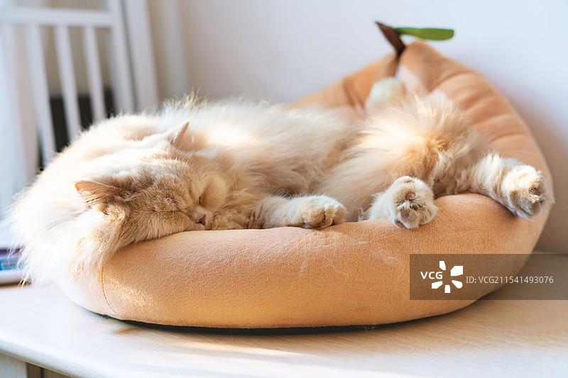 黄色的英国长毛宠物猫睡在橘色猫窝中晒太阳图片素材