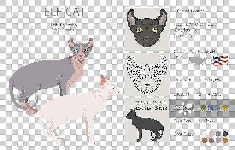 精灵斯芬克斯猫剪贴画，所有毛色系列图片素材