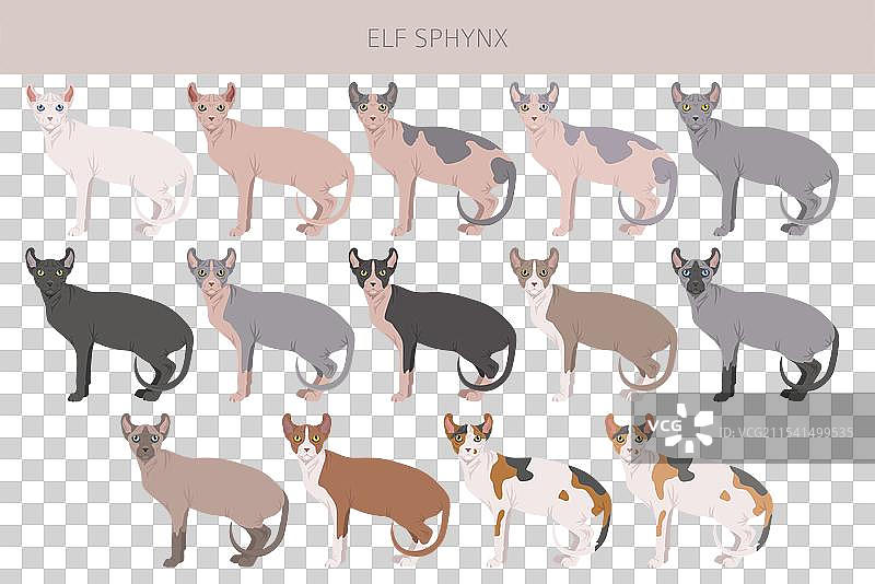 精灵斯芬克斯猫剪贴画，所有毛色系列图片素材
