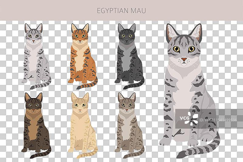 埃及猫剪贴画，所有毛色系列图片素材