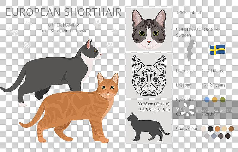 欧洲短毛猫剪贴画，所有毛色图片素材