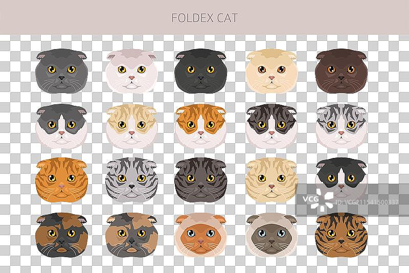 折耳猫 外国短毛猫 剪贴画 各种毛色图片素材