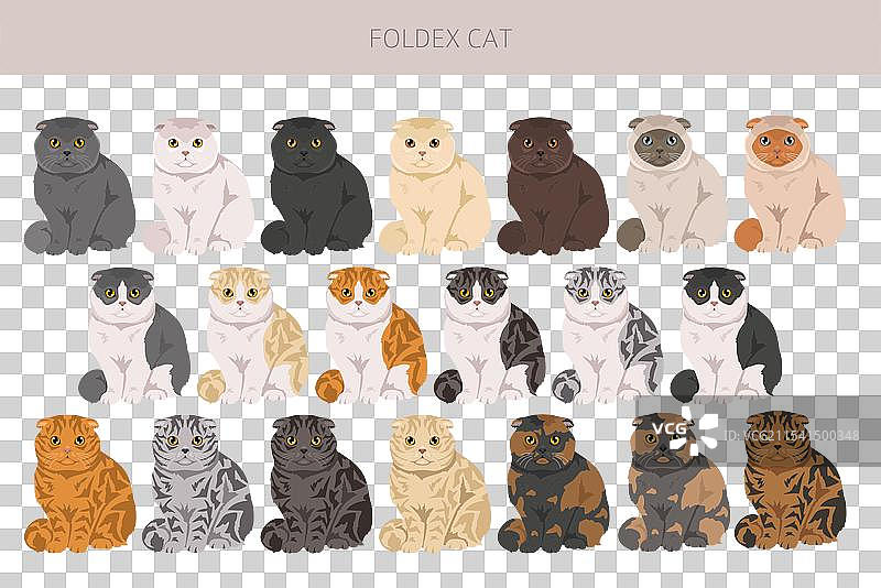 折耳猫 异国短毛猫 插图 各种毛色图片素材