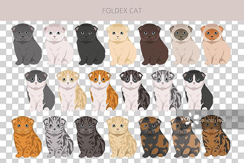 折耳猫 异国短毛猫 剪贴画 各种毛色图片素材