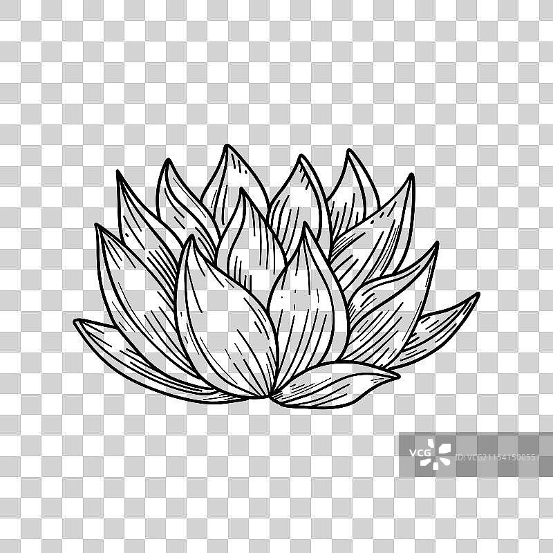 手绘的莲花多肉植物草图，完美适合于图片素材