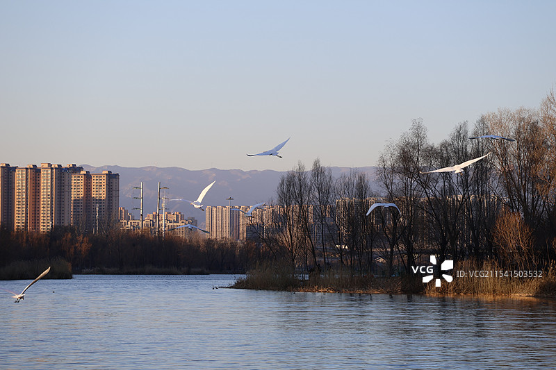 白鹭纷飞图片素材